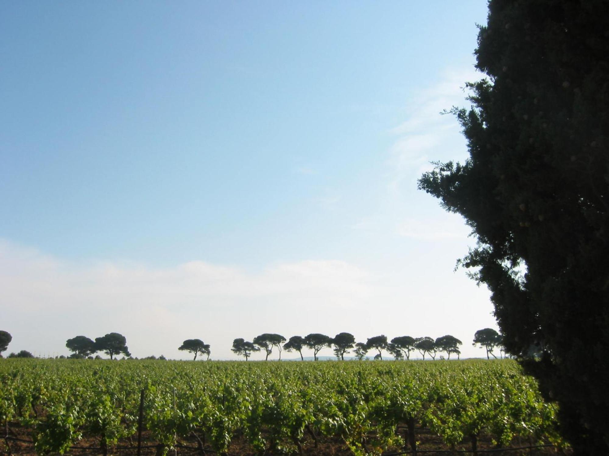 Domaine La Yole Wine Resort Vendres Exterior foto